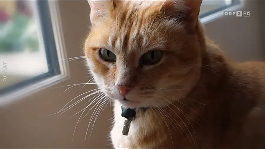 Super Cute Animals online