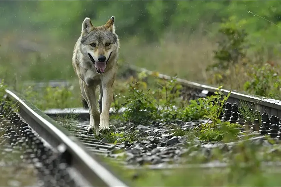 L'Odyssée du Loup online