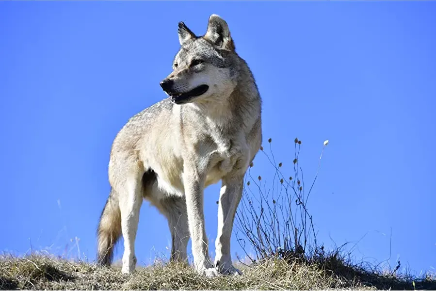 L'Odyssée du Loup online