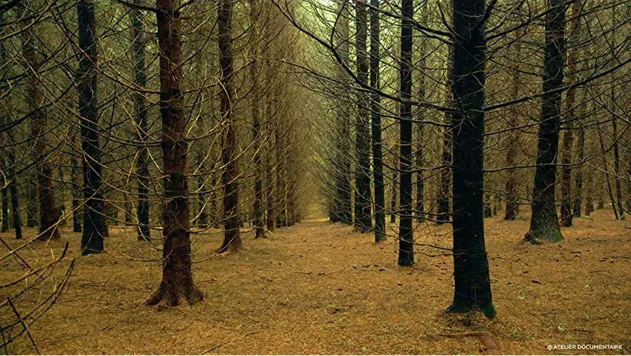 Le temps des forêts online