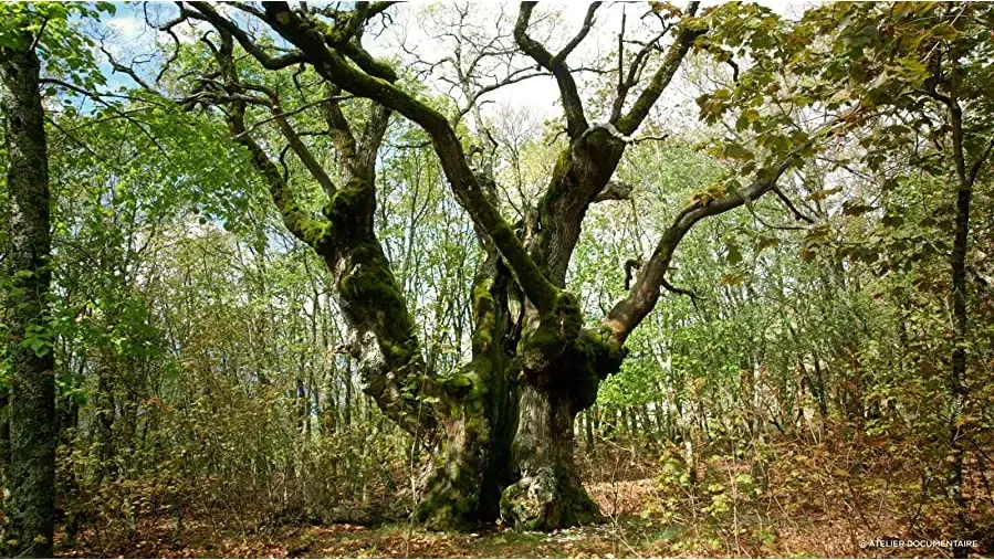 Le temps des forêts online
