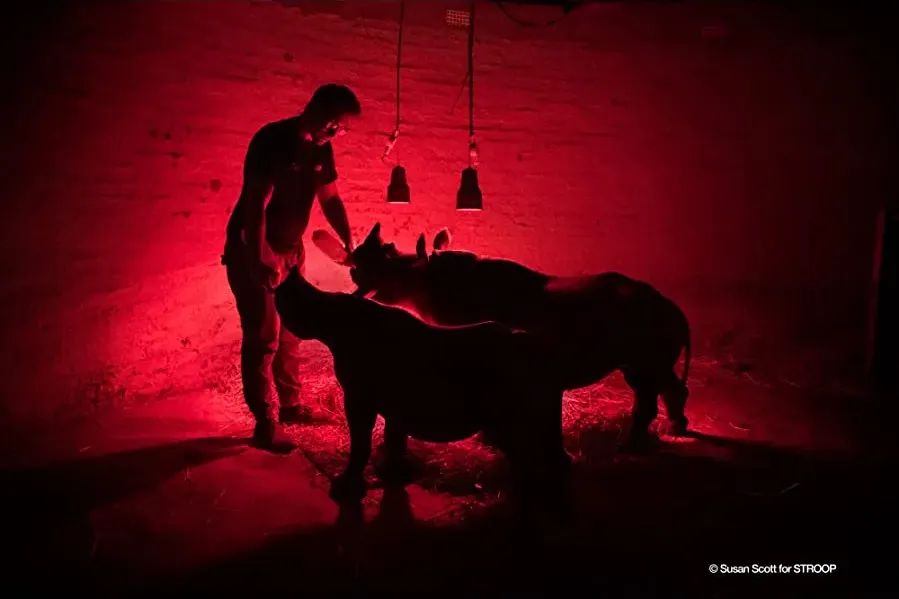 Stroop: Journey into the Rhino Horn War online