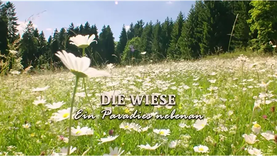 Die Wiese online