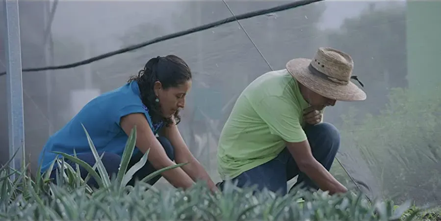 Agave: The Spirit of a Nation online