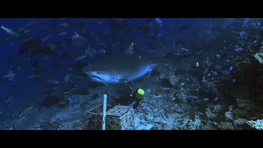Of Shark and Man online