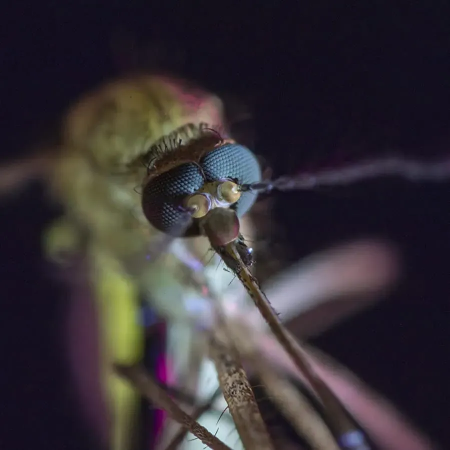 Mosquito online