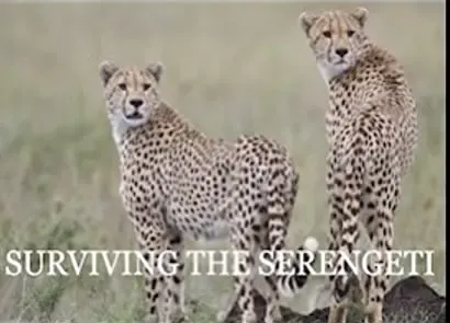 Surviving the Serengeti
