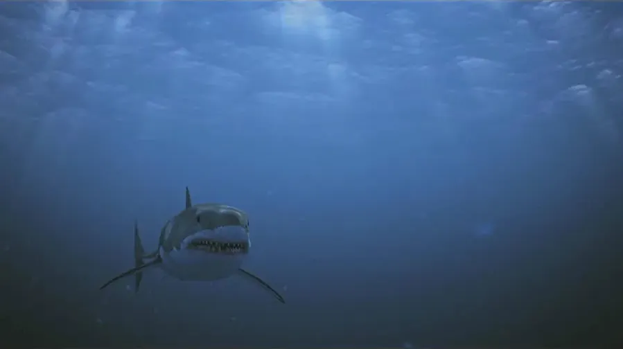 Shark Babes online