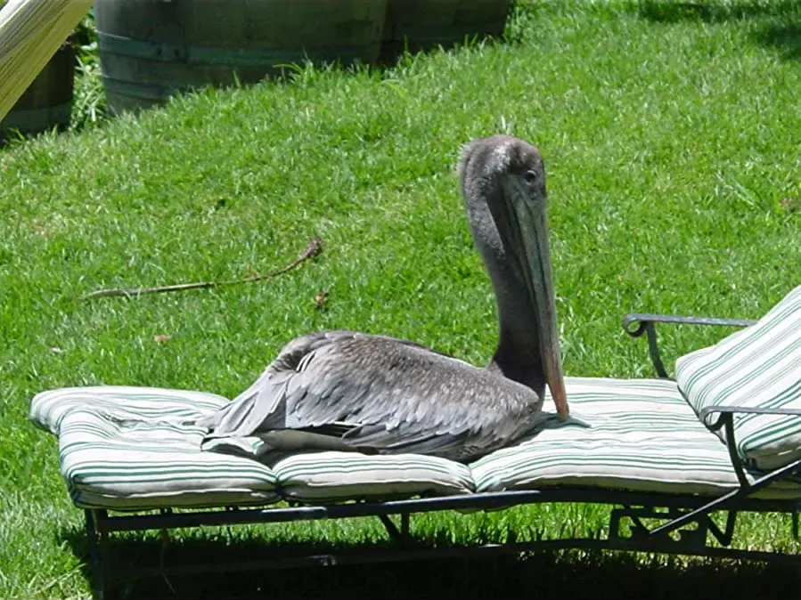 Pelican Dreams online
