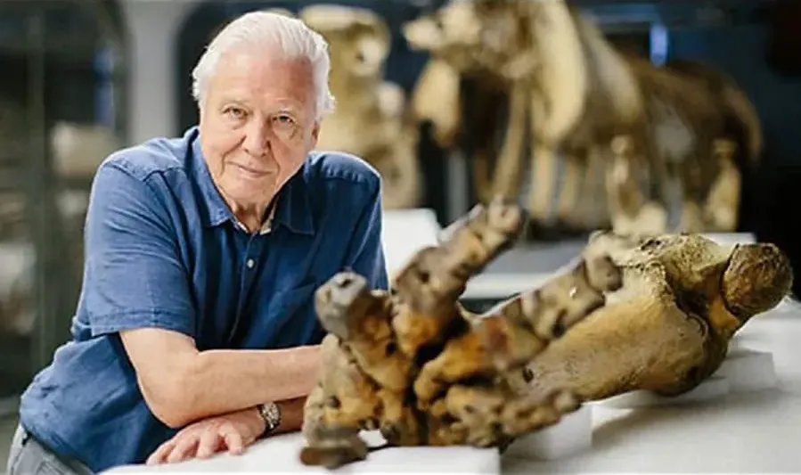 Attenborough and the Giant Elephant online