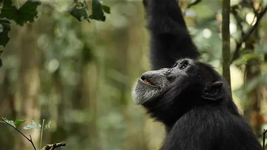 Rise of the Warrior Apes online