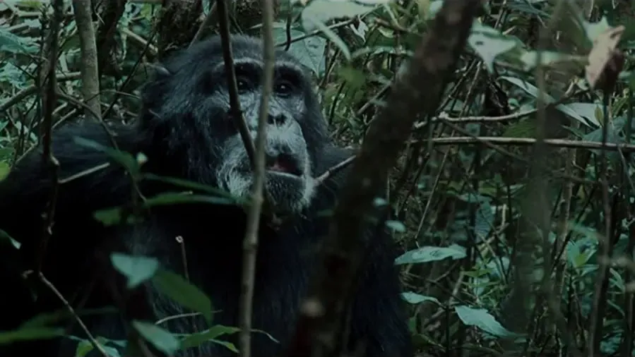 Rise of the Warrior Apes online