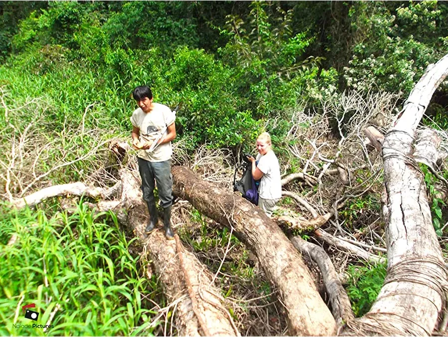 The Rainforests Are Under Threat online