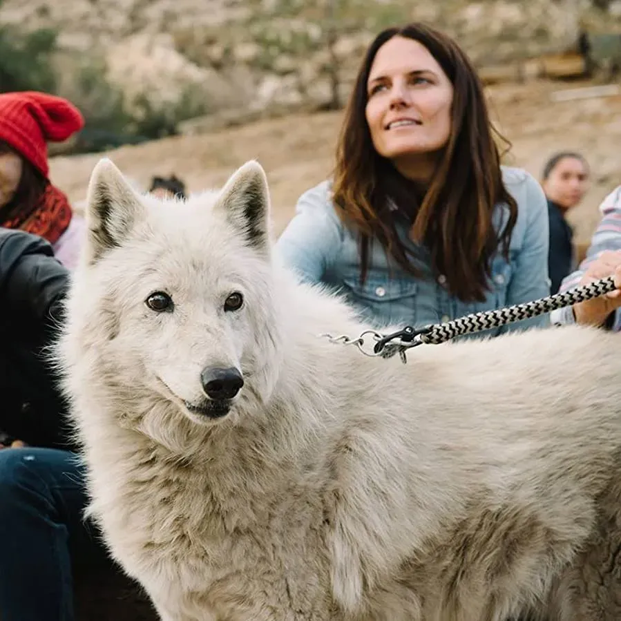 Medicine of the Wolf online