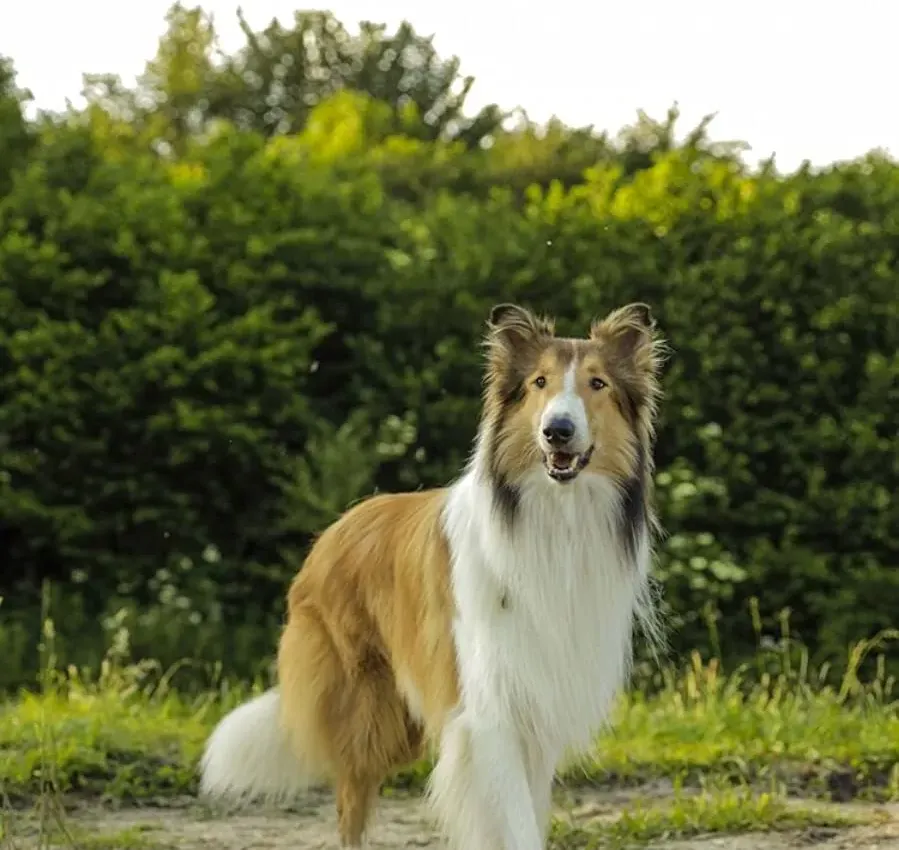 Lassie - Eine abenteuerliche Reise online