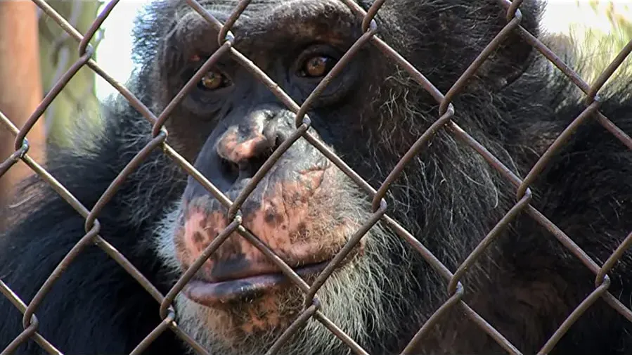 Unlocking the Cage online