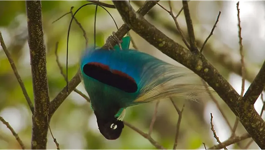 Attenborough's Paradise Birds online