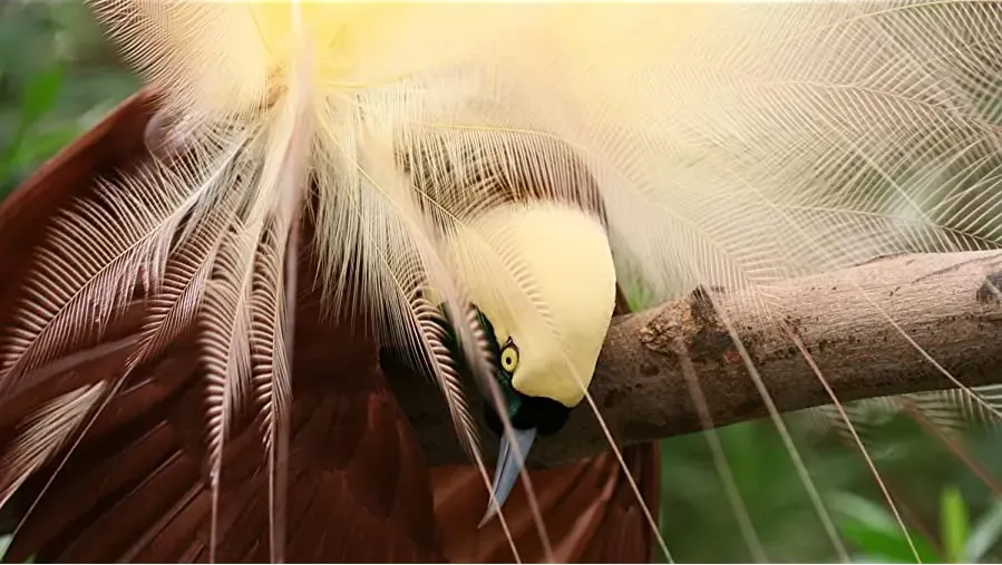 Attenborough's Paradise Birds online