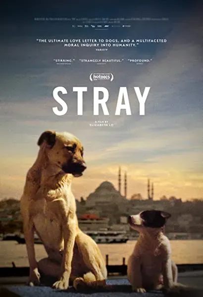 Stray