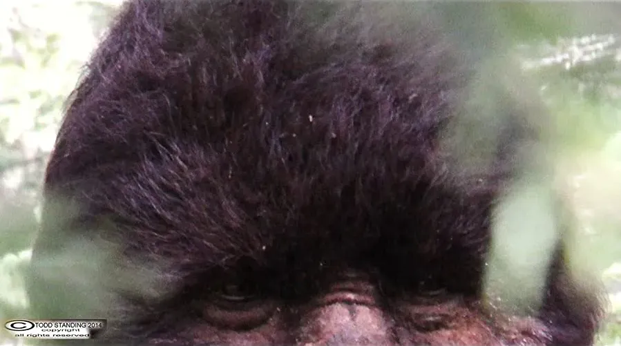 Discovering Bigfoot online