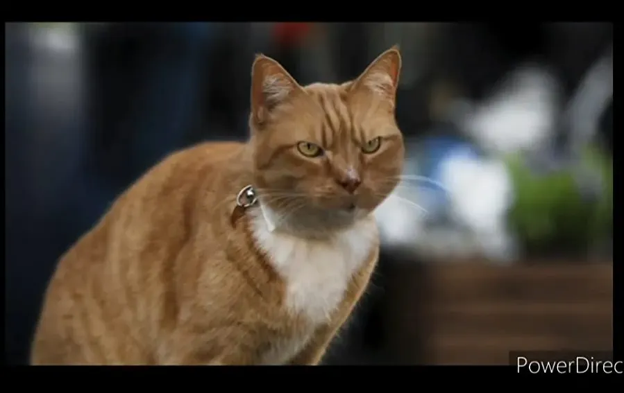 Cats & Dogs 3: Paws Unite online