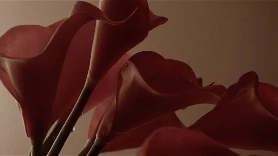 Calla Lily online
