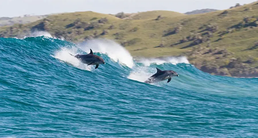 Dolphin Reef online