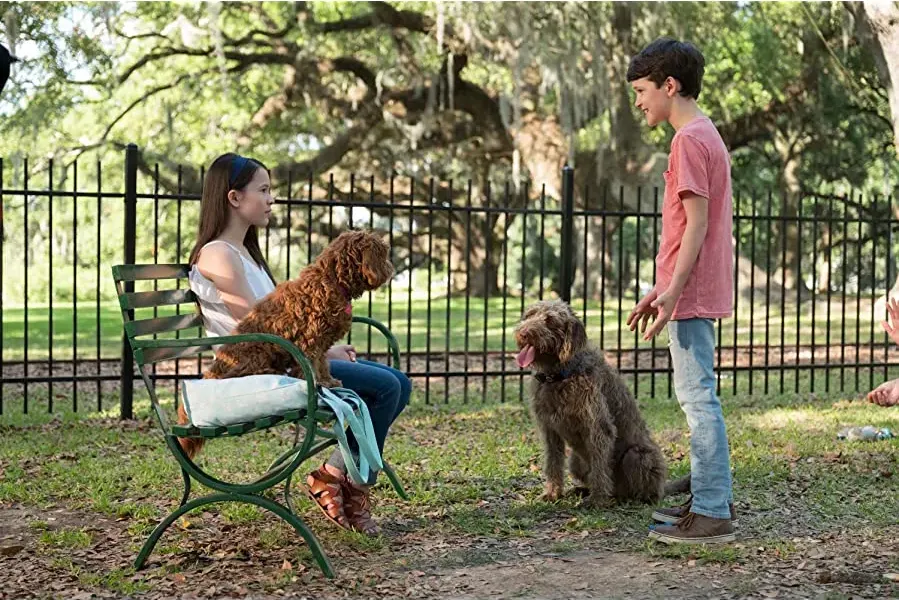 Think Like a Dog online