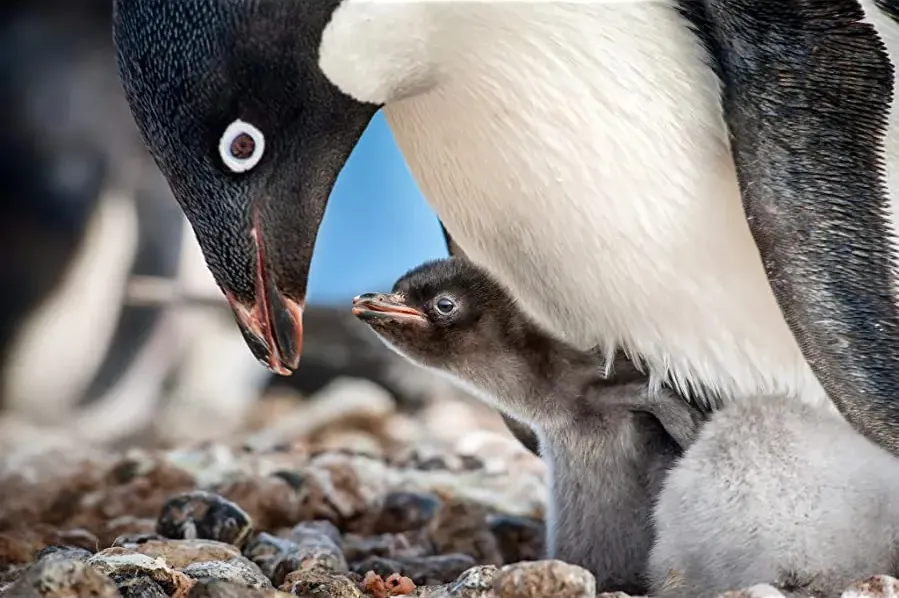 Penguins online