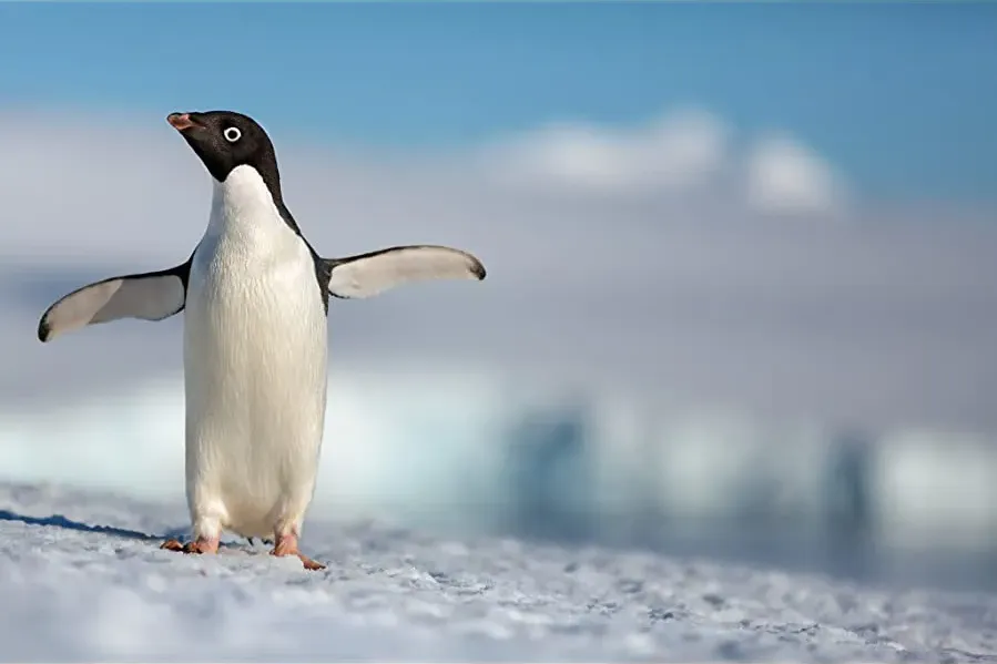 Penguins online