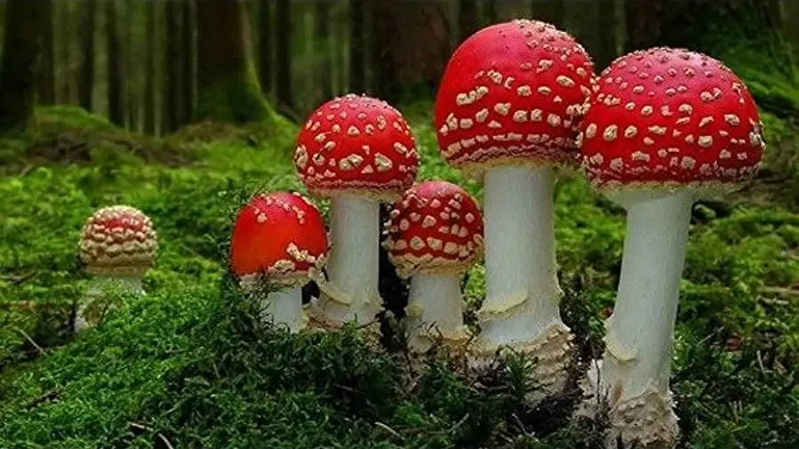 Fantastic Fungi online