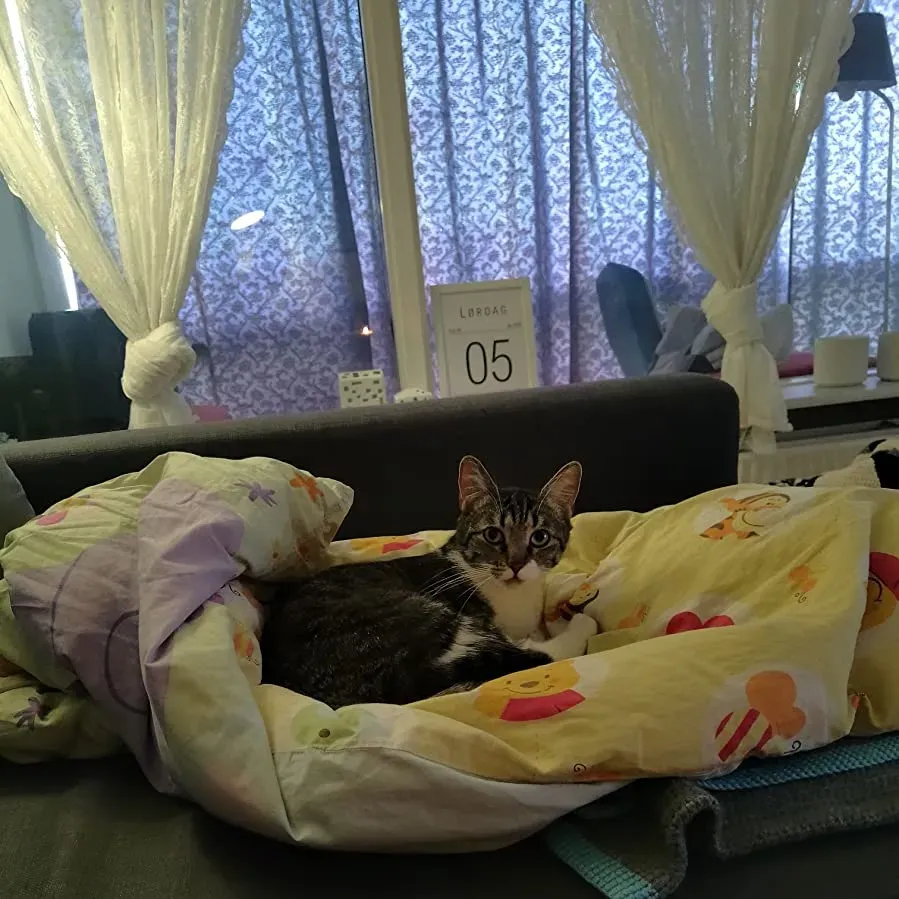 Dziadek pod przykrywką online