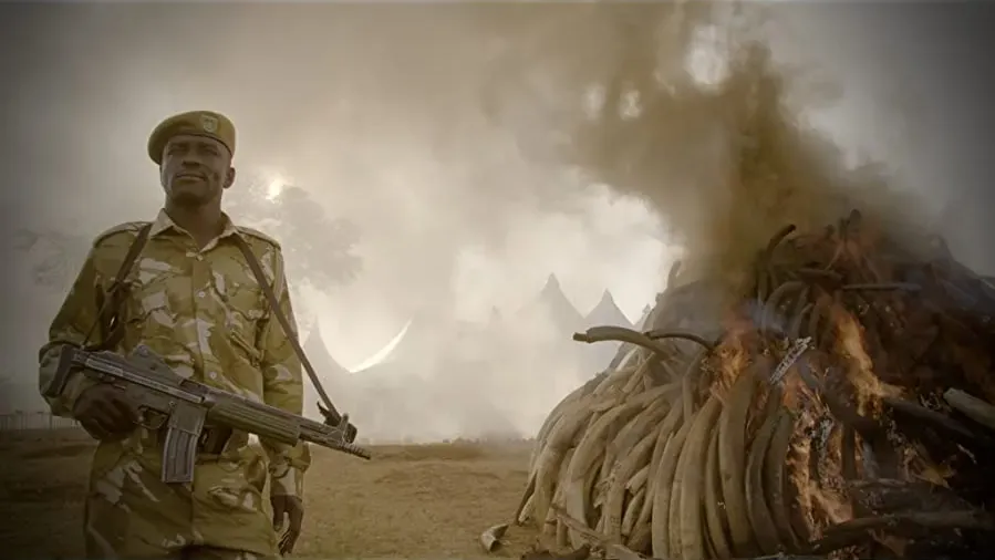 The Ivory Game online