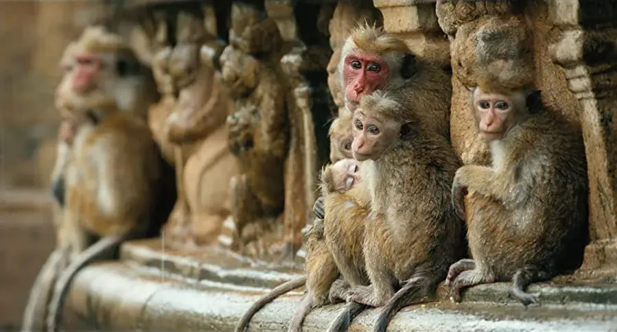 Monkey Kingdom online