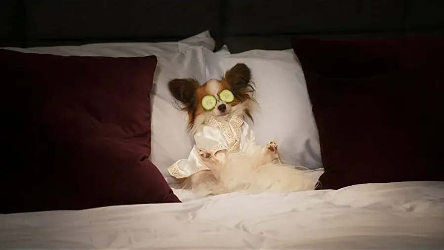Show Dogs online