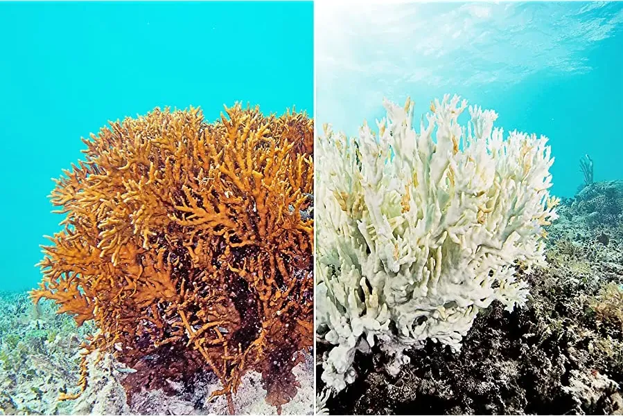 Chasing Coral online