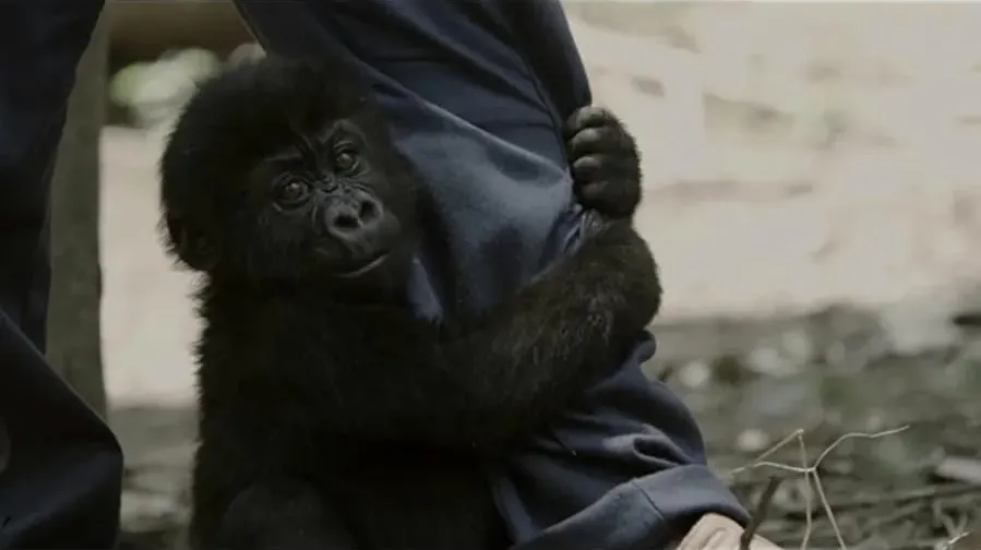 Virunga online