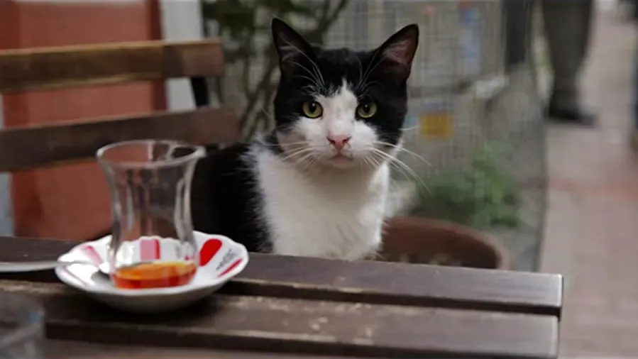 Kedi - sekretne zycie kotów online