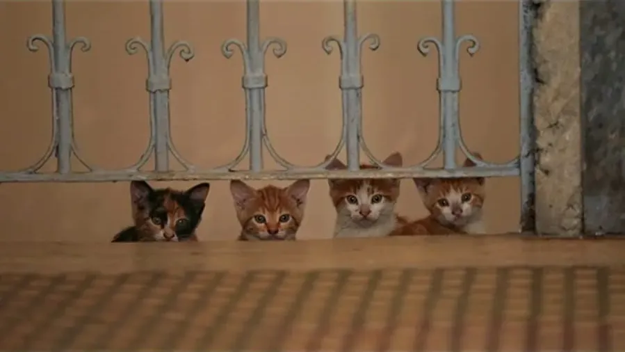 Kedi online