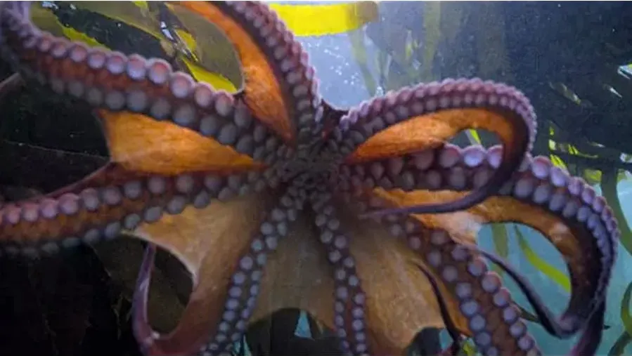 My Octopus Teacher online