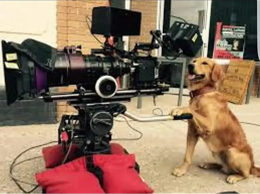 A Dog's Purpose online