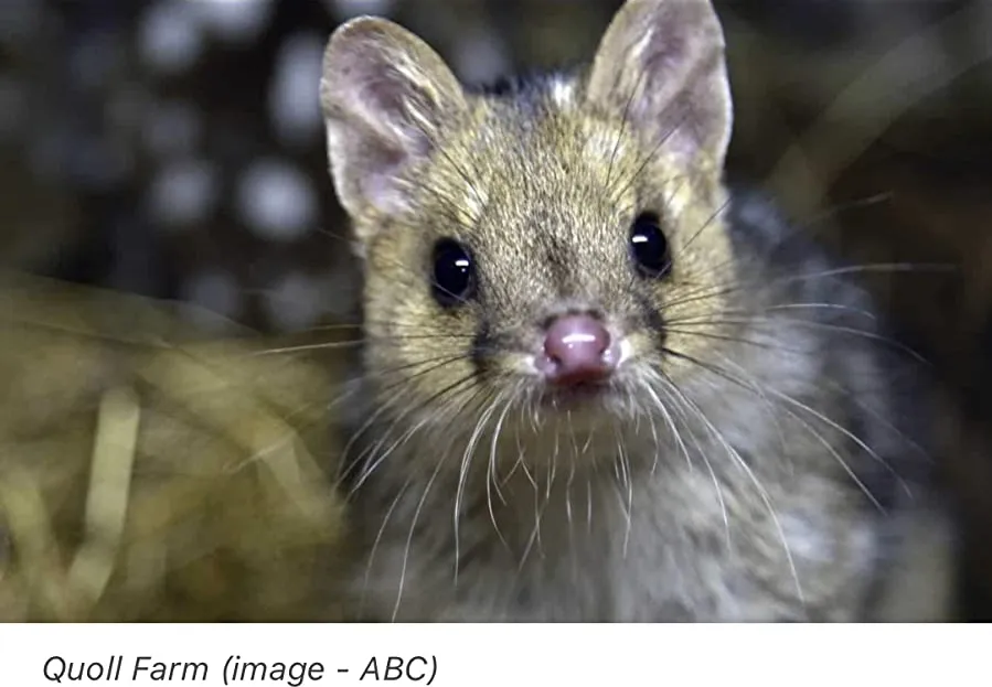 Quoll Farm online