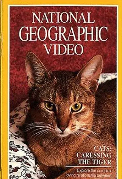 Cats: Caressing the Tiger