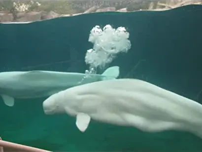 A Whale of a Tale