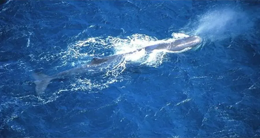 Les baleines de l'Atlantide online
