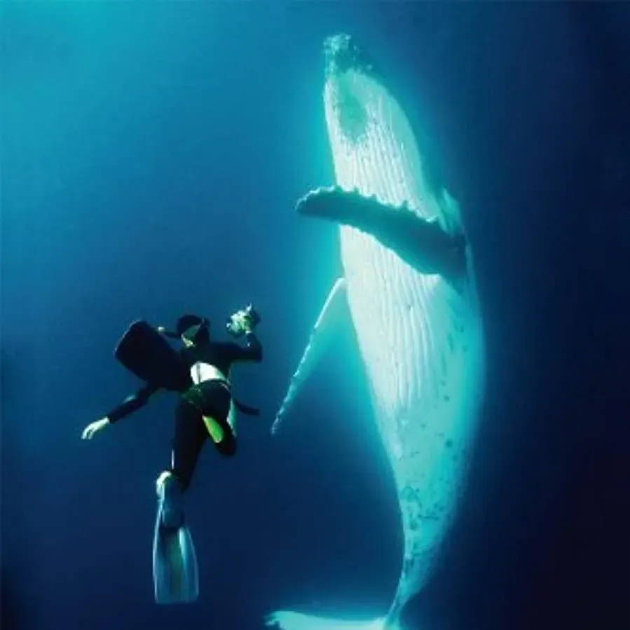 A Life Among Whales online