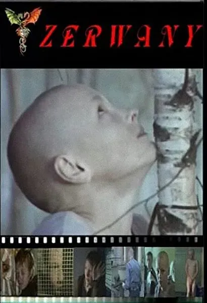 Zerwany