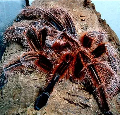 Spidermania