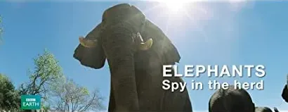 Elephants: Spy in the Herd