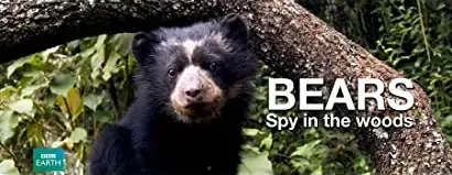 Bears: Spy in the Woods